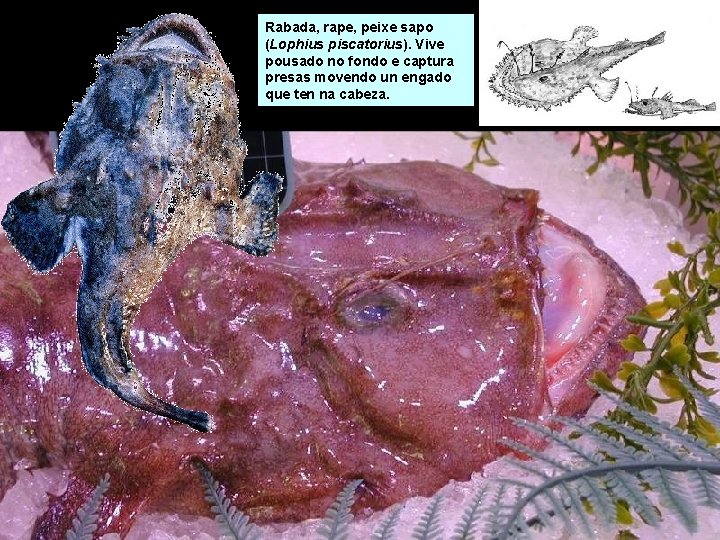 Rabada, rape, peixe sapo (Lophius piscatorius). Vive pousado no fondo e captura presas movendo Rabada, rape, peixe sapo (Lophius piscatorius). Vive pousado no fondo e captura presas movendo