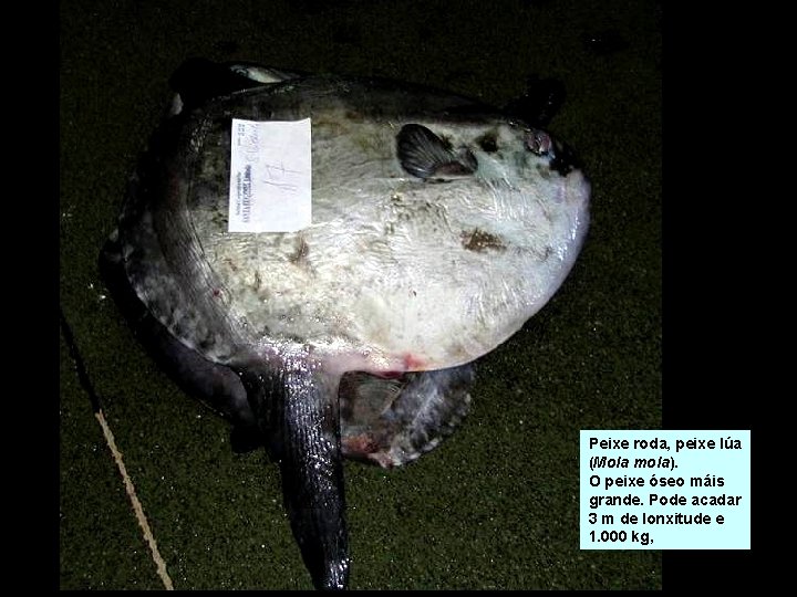 Peixe roda, peixe lúa (Mola mola). O peixe óseo máis grande. Pode acadar 3 Peixe roda, peixe lúa (Mola mola). O peixe óseo máis grande. Pode acadar 3