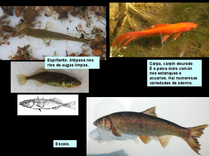 Espiñento. Atópase nos ríos de augas limpas. Escalo. Carpa, carpín dourado É o peixe Espiñento. Atópase nos ríos de augas limpas. Escalo. Carpa, carpín dourado É o peixe