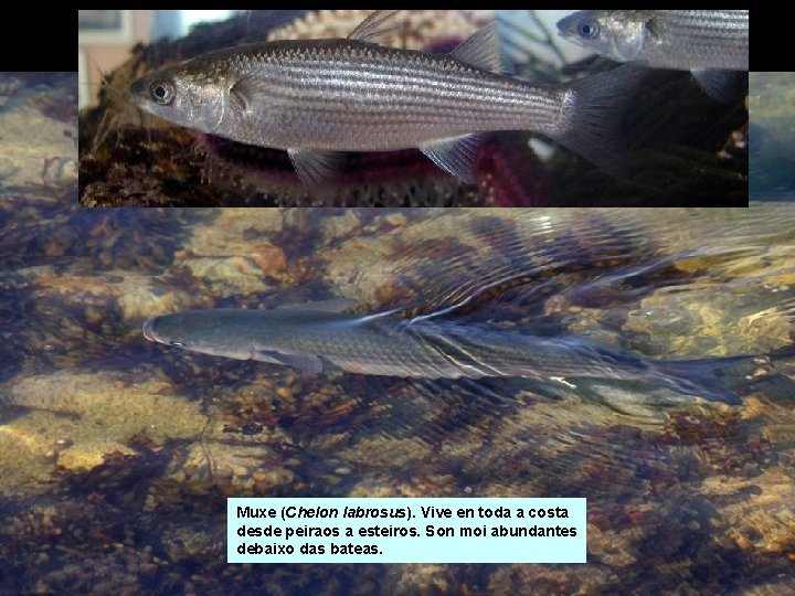 Muxe (Chelon labrosus). Vive en toda a costa desde peiraos a esteiros. Son moi Muxe (Chelon labrosus). Vive en toda a costa desde peiraos a esteiros. Son moi