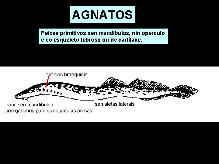 AGNATOS Peixes primitivos sen mandíbulas, nin opérculo e co esqueleto febroso ou de cartílaxe. AGNATOS Peixes primitivos sen mandíbulas, nin opérculo e co esqueleto febroso ou de cartílaxe.