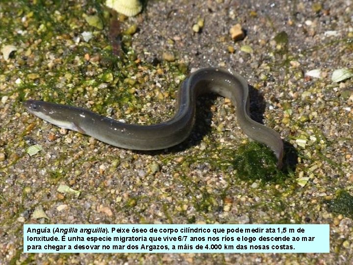 Anguía (Angilla anguilla). Peixe óseo de corpo cilíndrico que pode medir ata 1, 5 Anguía (Angilla anguilla). Peixe óseo de corpo cilíndrico que pode medir ata 1, 5