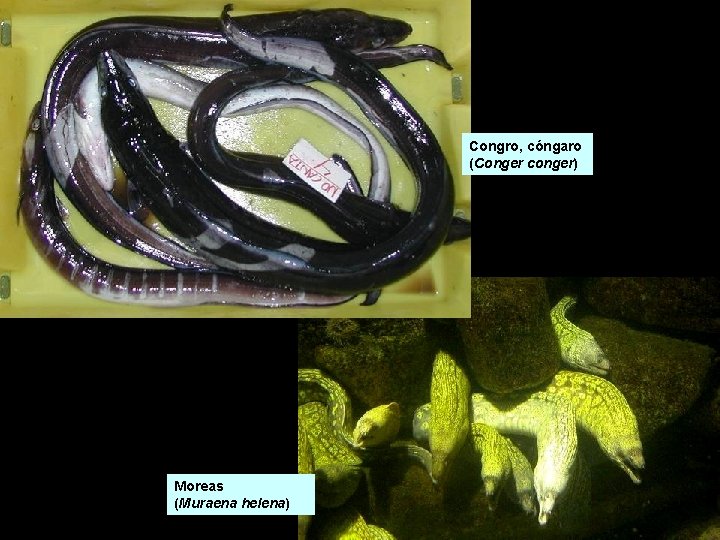 Congro, cóngaro (Conger conger) Moreas (Muraena helena) Congro, cóngaro (Conger conger) Moreas (Muraena helena)