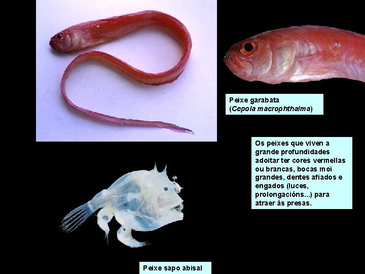 Peixe garabata (Cepola macrophthalma) Os peixes que viven a grande profundidades adoitar ter cores Peixe garabata (Cepola macrophthalma) Os peixes que viven a grande profundidades adoitar ter cores