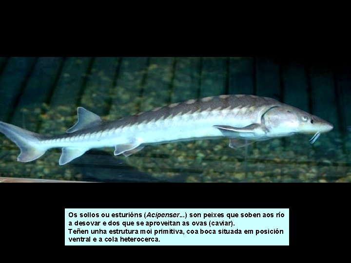 Peixe garabata Os sollos ou esturións (Acipenser. . . ) son peixes que soben Peixe garabata Os sollos ou esturións (Acipenser. . . ) son peixes que soben