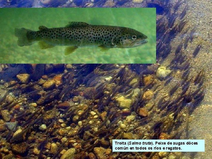 Troita (Salmo truta). Peixe de augas dóces común en todos os ríos e regatos. Troita (Salmo truta). Peixe de augas dóces común en todos os ríos e regatos.