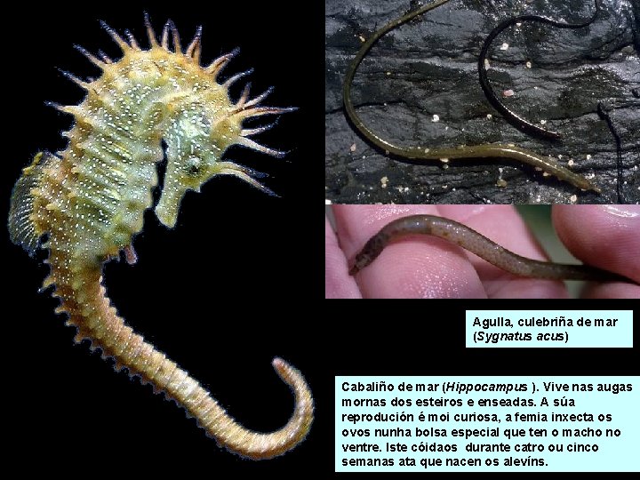 Agulla, culebriña de mar (Sygnatus acus) Cabaliño de mar (Hippocampus ). Vive nas augas Agulla, culebriña de mar (Sygnatus acus) Cabaliño de mar (Hippocampus ). Vive nas augas