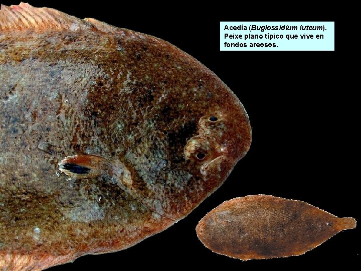 Acedía (Buglossidium luteum). Peixe plano típico que vive en fondos areosos. Acedía (Buglossidium luteum). Peixe plano típico que vive en fondos areosos.