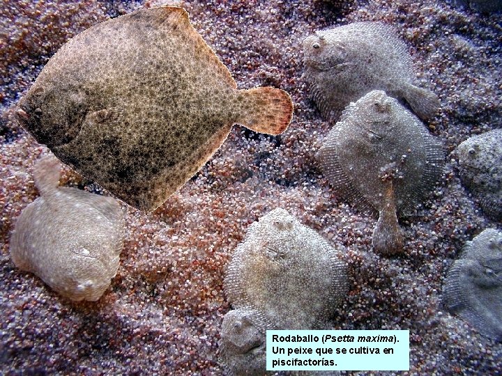 Rodaballo (Psetta maxima). Un peixe que se cultiva en piscifactorías. Rodaballo (Psetta maxima). Un peixe que se cultiva en piscifactorías.