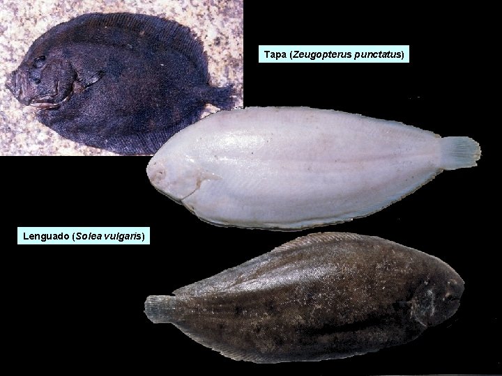 Tapa (Zeugopterus punctatus) Lenguado (Solea vulgaris) Tapa (Zeugopterus punctatus) Lenguado (Solea vulgaris)