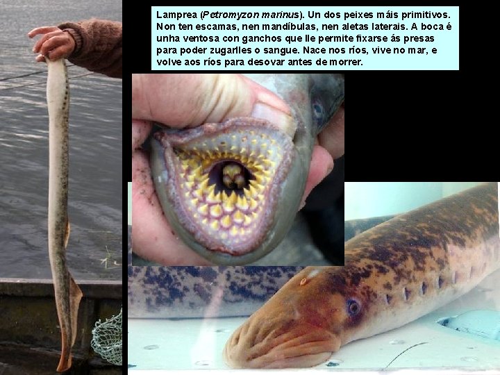 Lamprea (Petromyzon marinus). Un dos peixes máis primitivos. Non ten escamas, nen mandíbulas, nen Lamprea (Petromyzon marinus). Un dos peixes máis primitivos. Non ten escamas, nen mandíbulas, nen