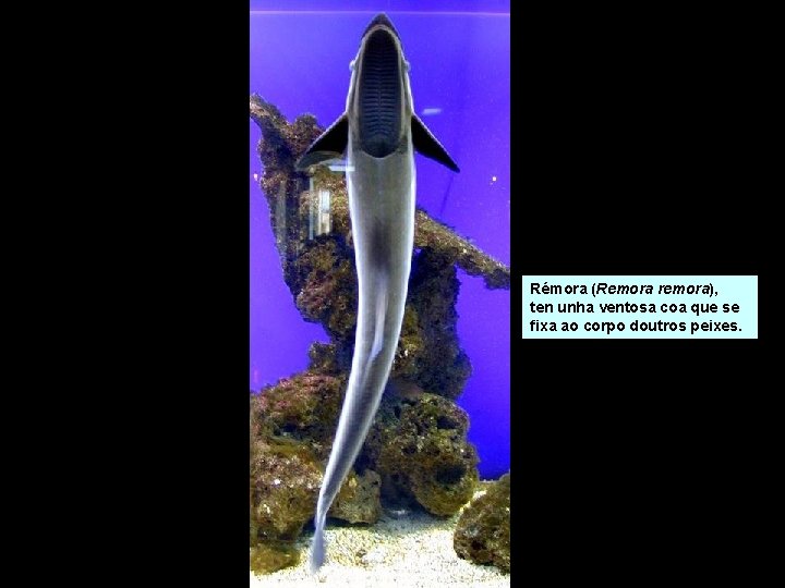 Rémora (Remora remora), ten unha ventosa coa que se fixa ao corpo doutros peixes. Rémora (Remora remora), ten unha ventosa coa que se fixa ao corpo doutros peixes.