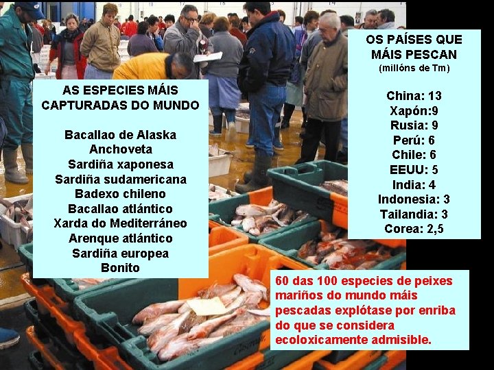 OS PAÍSES QUE MÁIS PESCAN (millóns de Tm) AS ESPECIES MÁIS CAPTURADAS DO MUNDO OS PAÍSES QUE MÁIS PESCAN (millóns de Tm) AS ESPECIES MÁIS CAPTURADAS DO MUNDO