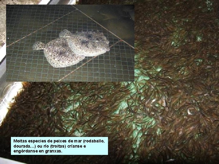 Moitas especies de peixes de mar (rodaballo, dourada…) ou río (troitas) críanse e engórdanse Moitas especies de peixes de mar (rodaballo, dourada…) ou río (troitas) críanse e engórdanse