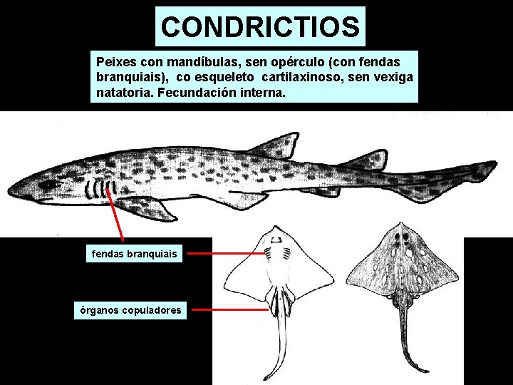 CONDRICTIOS Peixes con mandíbulas, sen opérculo (con fendas branquiais), co esqueleto cartilaxinoso, sen vexiga CONDRICTIOS Peixes con mandíbulas, sen opérculo (con fendas branquiais), co esqueleto cartilaxinoso, sen vexiga