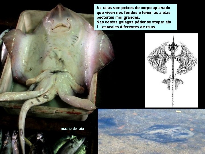 As raias son peixes de corpo aplanado que viven nos fondos e teñen as As raias son peixes de corpo aplanado que viven nos fondos e teñen as