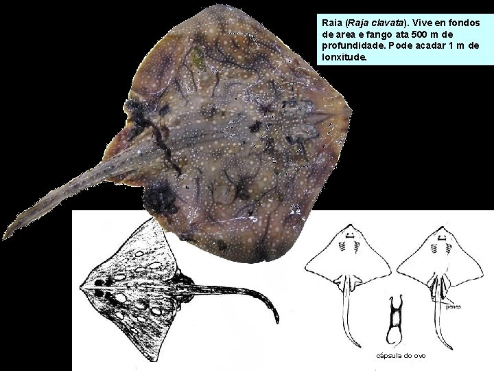 Raia (Raja clavata). Vive en fondos de area e fango ata 500 m de Raia (Raja clavata). Vive en fondos de area e fango ata 500 m de