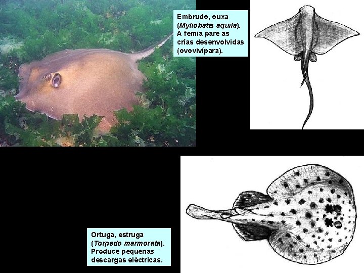 Embrudo, ouxa (Myliobatis aquila). A femia pare as crías desenvolvidas (ovovivípara). Ortuga, estruga (Torpedo Embrudo, ouxa (Myliobatis aquila). A femia pare as crías desenvolvidas (ovovivípara). Ortuga, estruga (Torpedo