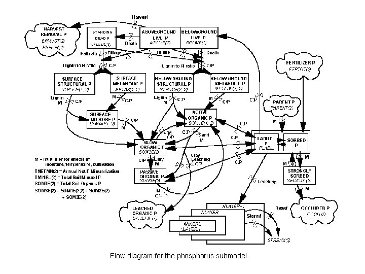 Flow diagram for the phosphorus submodel. 
