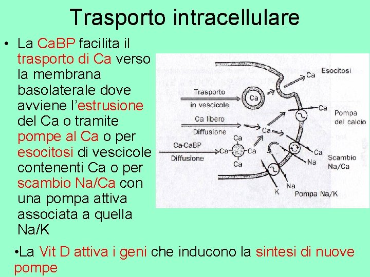 Trasporto intracellulare • La Ca. BP facilita il trasporto di Ca verso la membrana