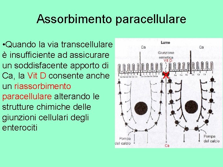 Assorbimento paracellulare • Quando la via transcellulare è insufficiente ad assicurare un soddisfacente apporto