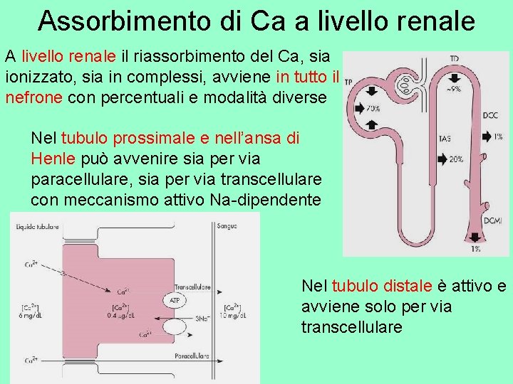 Assorbimento di Ca a livello renale A livello renale il riassorbimento del Ca, sia