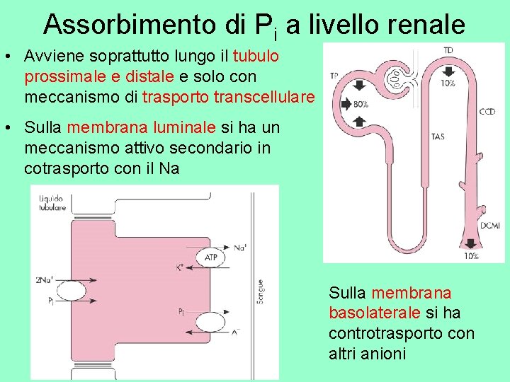 Assorbimento di Pi a livello renale • Avviene soprattutto lungo il tubulo prossimale e