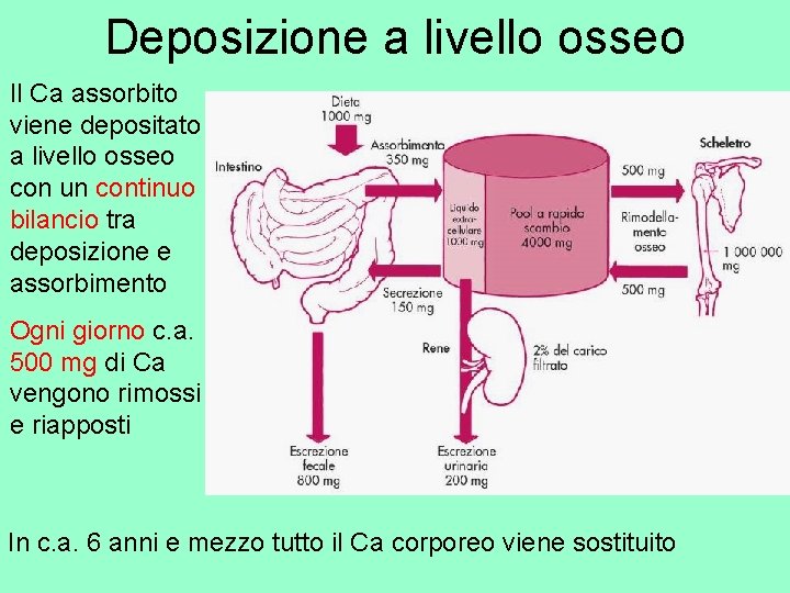 Deposizione a livello osseo Il Ca assorbito viene depositato a livello osseo con un