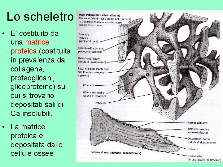 Lo scheletro • E’ costituito da una matrice proteica (costituita in prevalenza da collagene,