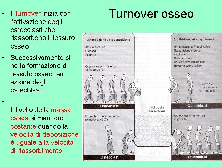  • Il turnover inizia con l’attivazione degli osteoclasti che riassorbono il tessuto osseo