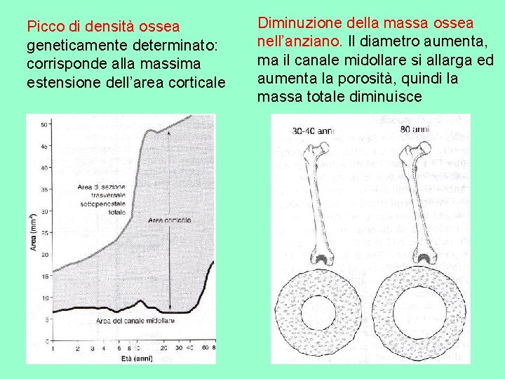 Picco di densità ossea geneticamente determinato: corrisponde alla massima estensione dell’area corticale Diminuzione della