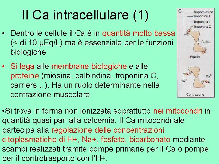 Il Ca intracellulare (1) • Dentro le cellule il Ca è in quantità molto