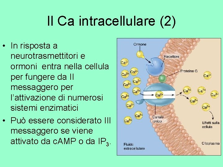 Il Ca intracellulare (2) • In risposta a neurotrasmettitori e ormoni entra nella cellula