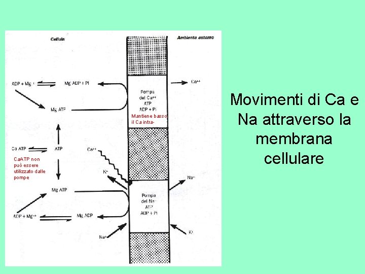 Mantiene basso il Ca intra- Ca. ATP non può essere utilizzato dalle pompe Movimenti