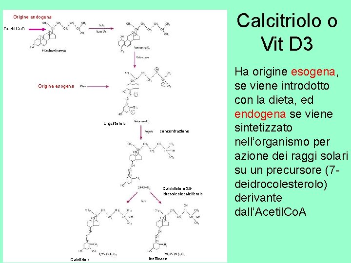 Calcitriolo o Vit D 3 Origine endogena Acetil. Co. A Origine esogena Ergosterolo concentrazione