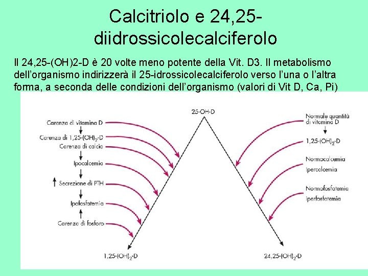 Calcitriolo e 24, 25 diidrossicolecalciferolo Il 24, 25 -(OH)2 -D è 20 volte meno