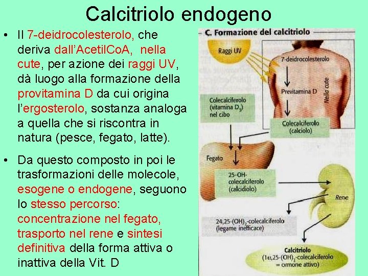 Calcitriolo endogeno • Il 7 -deidrocolesterolo, che deriva dall’Acetil. Co. A, nella cute, per
