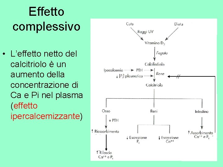Effetto complessivo • L’effetto netto del calcitriolo è un aumento della concentrazione di Ca