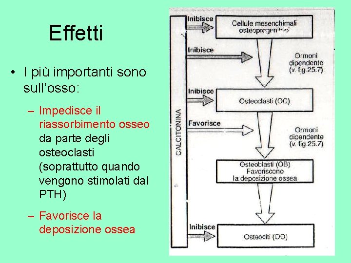 Effetti • I più importanti sono sull’osso: – Impedisce il riassorbimento osseo da parte