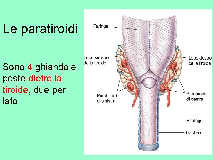 Le paratiroidi Sono 4 ghiandole poste dietro la tiroide, due per lato 