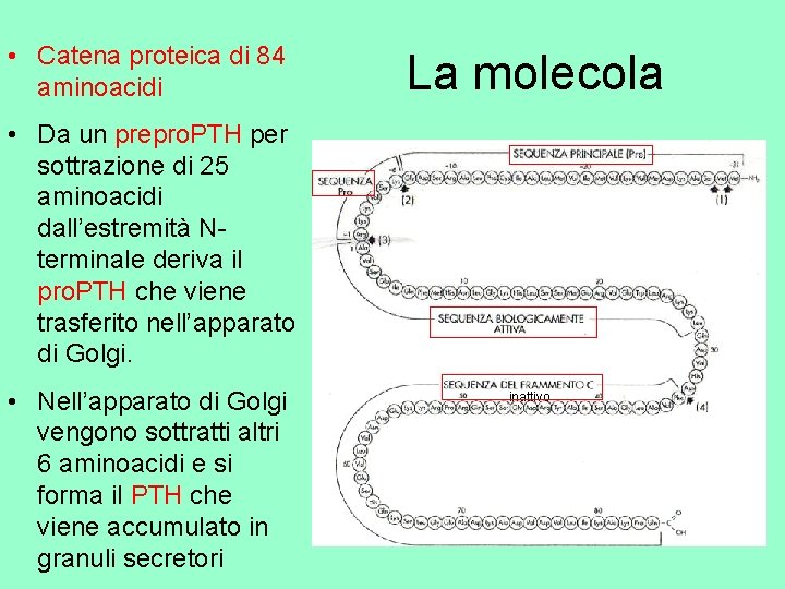  • Catena proteica di 84 aminoacidi La molecola • Da un prepro. PTH