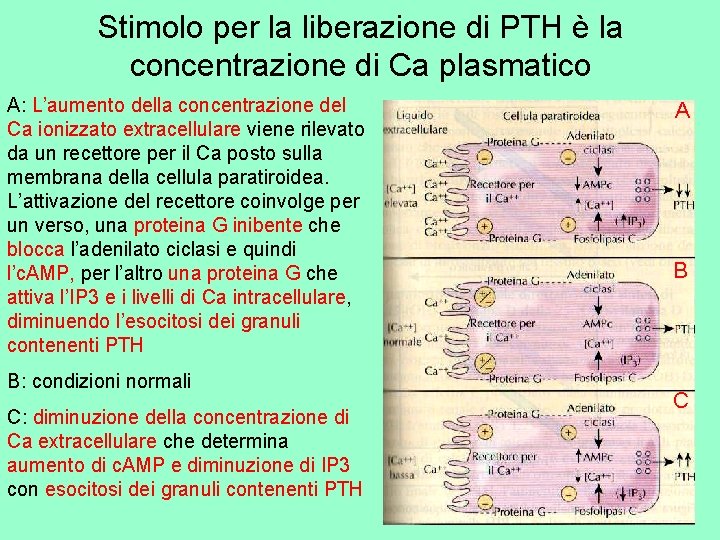 Stimolo per la liberazione di PTH è la concentrazione di Ca plasmatico A: L’aumento