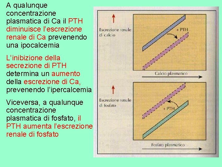  • A qualunque concentrazione plasmatica di Ca il PTH diminuisce l’escrezione renale di