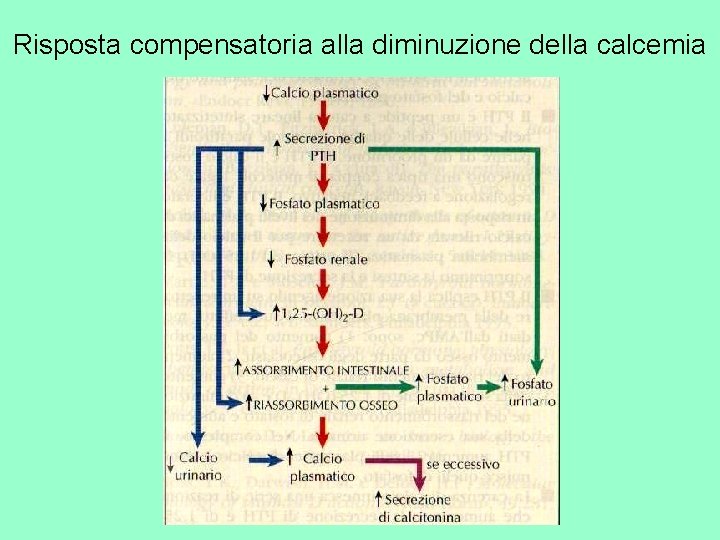 Risposta compensatoria alla diminuzione della calcemia 