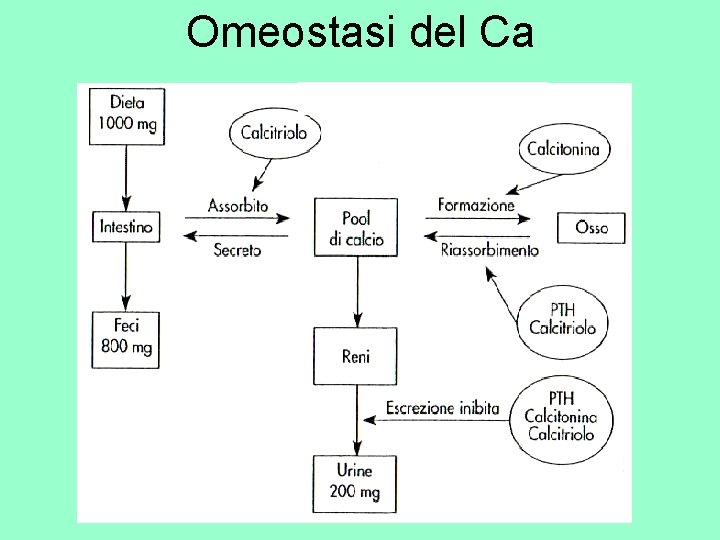 Omeostasi del Ca 
