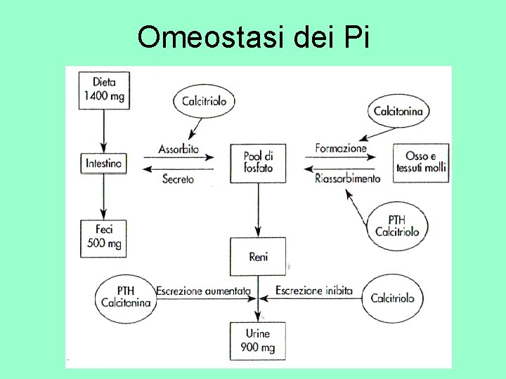 Omeostasi dei Pi 