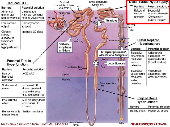 An example nephron from Ernst ME, Moser M NEJM 2009; 36: 2153– 64 