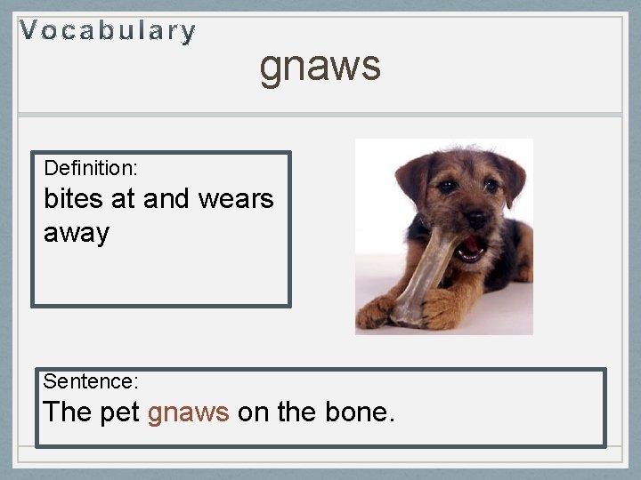 gnaws Definition: bites at and wears away Sentence: The pet gnaws on the bone.