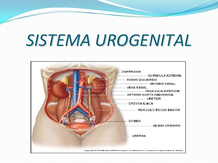 SISTEMA UROGENITAL SISTEMA UROGENITAL