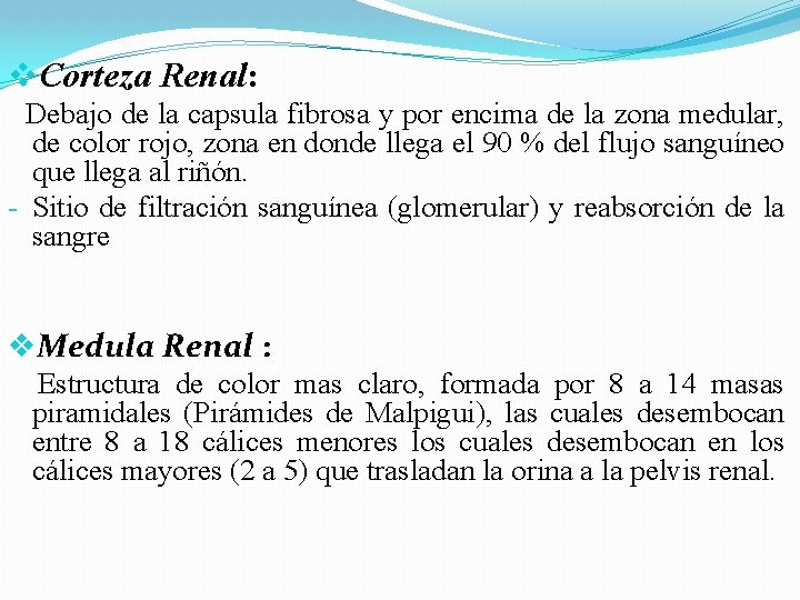 v. Corteza Renal: Debajo de la capsula fibrosa y por encima de la zona v. Corteza Renal: Debajo de la capsula fibrosa y por encima de la zona